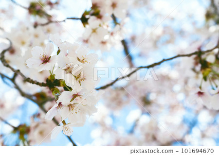 櫻花和藍天 101694670
