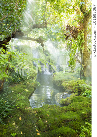 The Beautiful spring moss and fern in the garden under big trees, Chiang Mai, Thailand The Beautiful spring moss and fern in the garden under big trees, Chiang Mai, Thailand 101695067