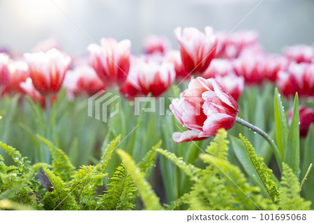 The Colorful pink tulip blooming in field plantation The Colorful pink tulip blooming in field plantation 101695068
