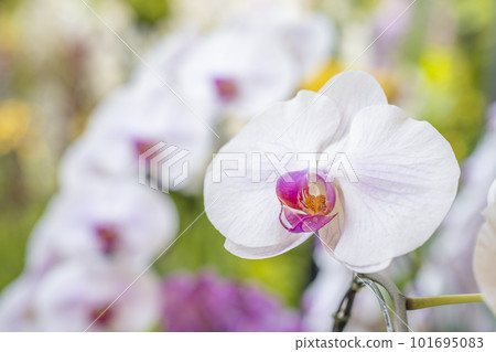 Close-up the Phalaenopsis orchid in garden. 101695083