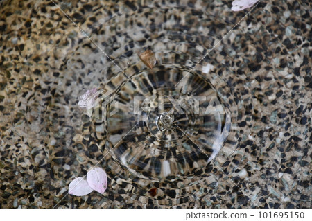 漂浮在水面上的櫻花花瓣和一圈水 漂浮在水面上的櫻花花瓣和一圈水 101695150