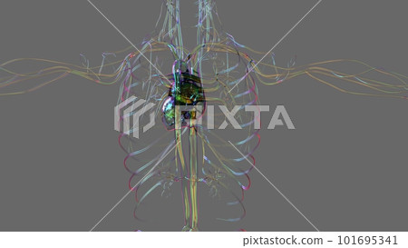Human heart anatomy for medical concept 3D Rendering 101695341