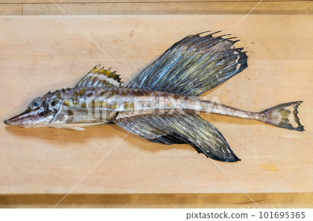 Fish on a cutting board Tokubire Hakaku 101695365