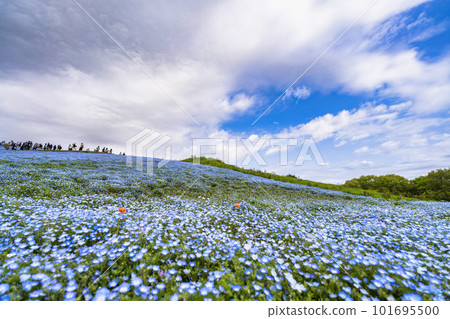 茨城縣常陸那珂市春天的常陸海濱公園，盛開的 Nemophila 101695500