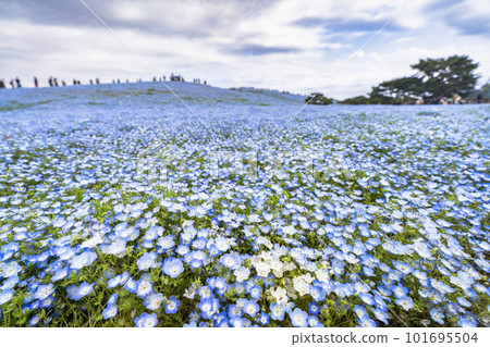 Hitachi Seaside Park in spring, Nemophila in full bloom, Hitachinaka City, Ibaraki Prefecture Hitachi Seaside Park in spring, Nemophila in full bloom, Hitachinaka City, Ibaraki Prefecture 101695504