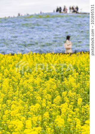Hitachi Seaside Park in Spring: Canola flower fields in full bloom and nemophila in Hitachinaka City, Ibaraki Prefecture Hitachi Seaside Park in Spring: Canola flower fields in full bloom and nemophila in Hitachinaka City, Ibaraki Prefecture 101695531