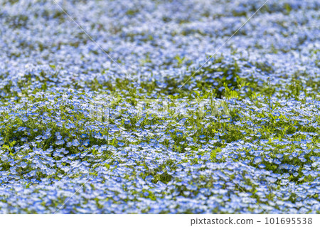 Hitachi Seaside Park in spring, Nemophila in full bloom, Hitachinaka City, Ibaraki Prefecture Hitachi Seaside Park in spring, Nemophila in full bloom, Hitachinaka City, Ibaraki Prefecture 101695538