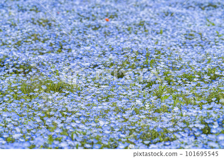 茨城縣常陸那珂市春天的常陸海濱公園,盛開的 Nemophila 茨城縣常陸那珂市春天的常陸海濱公園,盛開的 Nemophila 101695545