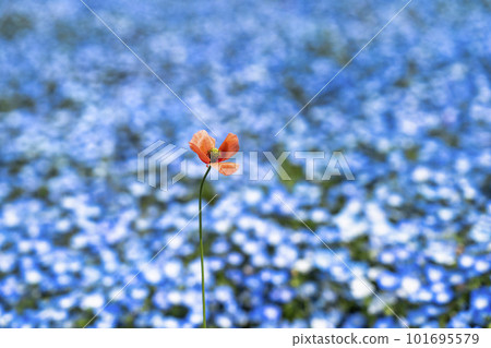 茨城縣常陸那珂市春天的常陸海濱公園，盛開的 Nemophila 101695579