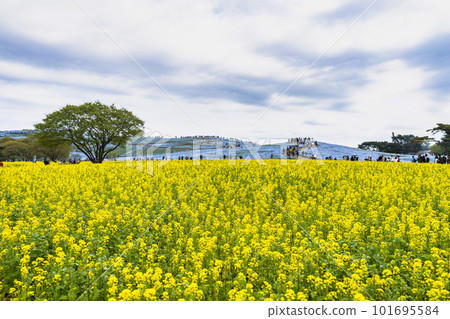 春天的日立海濱公園：茨城縣常陸那珂市的油菜花田盛開，油菜花盛開 101695584