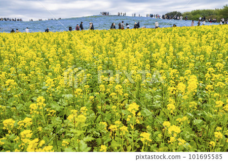 春天的日立海濱公園：茨城縣常陸那珂市的油菜花田盛開，油菜花盛開 101695585