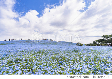 茨城縣常陸那珂市春天的常陸海濱公園,盛開的 Nemophila 茨城縣常陸那珂市春天的常陸海濱公園,盛開的 Nemophila 101695592
