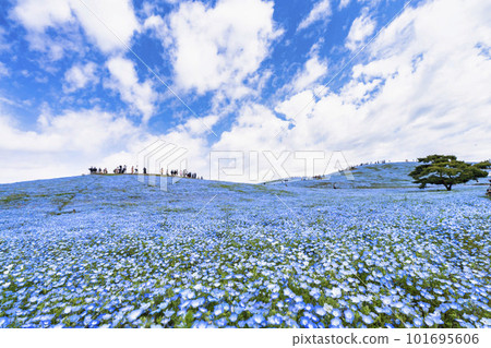 茨城縣常陸那珂市春天的常陸海濱公園，盛開的 Nemophila 101695606
