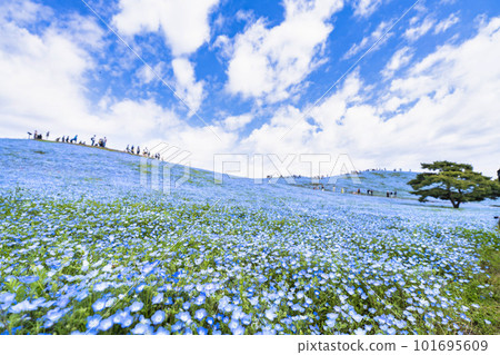 茨城縣常陸那珂市春天的常陸海濱公園,盛開的 Nemophila 茨城縣常陸那珂市春天的常陸海濱公園,盛開的 Nemophila 101695609