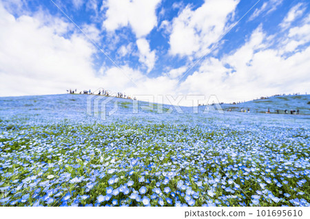 茨城縣常陸那珂市春天的常陸海濱公園,盛開的 Nemophila 茨城縣常陸那珂市春天的常陸海濱公園,盛開的 Nemophila 101695610
