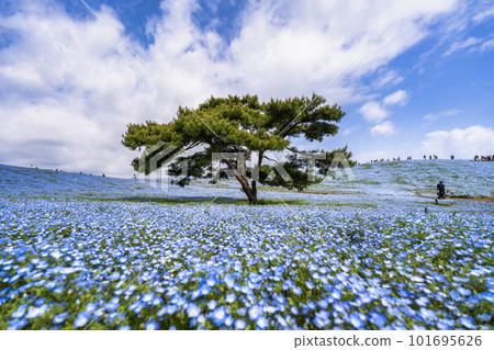 茨城縣常陸那珂市春天的常陸海濱公園,盛開的 Nemophila 茨城縣常陸那珂市春天的常陸海濱公園,盛開的 Nemophila 101695626