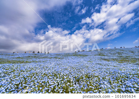 茨城縣常陸那珂市春天的常陸海濱公園，盛開的 Nemophila 101695634