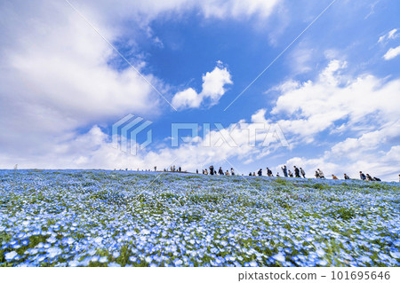 Hitachi Seaside Park in spring, Nemophila in full bloom, Hitachinaka City, Ibaraki Prefecture 101695646