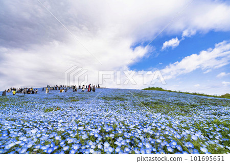 茨城縣常陸那珂市春天的常陸海濱公園，盛開的 Nemophila 101695651