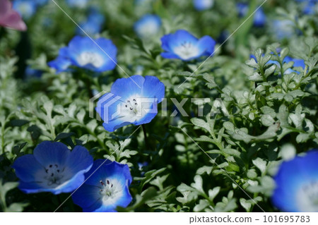 Blue Nemophila Nemophila Platinum Sky 10 101695783