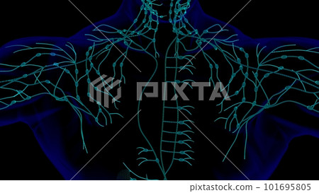 Human lymph nodes anatomy for medical concept 3D rendering with wire frame Human lymph nodes anatomy for medical concept 3D rendering with wire frame 101695805