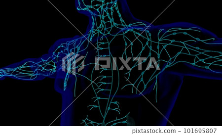 Human lymph nodes anatomy for medical concept 3D rendering 101695807
