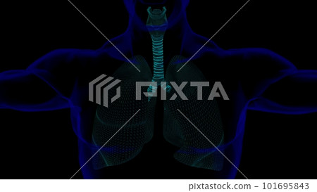 human lungs with trachea anatomy for medical concept 3D rendering with wire frame 101695843