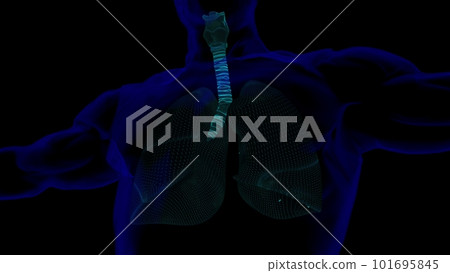 human lungs with trachea anatomy for medical concept 3D rendering with wire frame 101695845