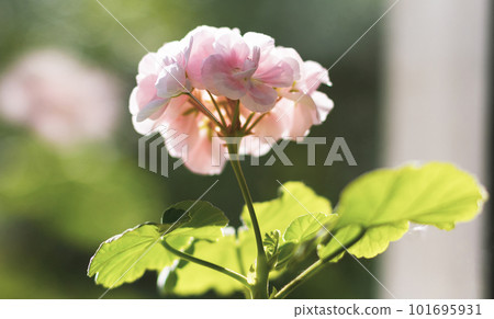Flower head of pink scented geranium on the window. Flower head of pink scented geranium on the window. 101695931