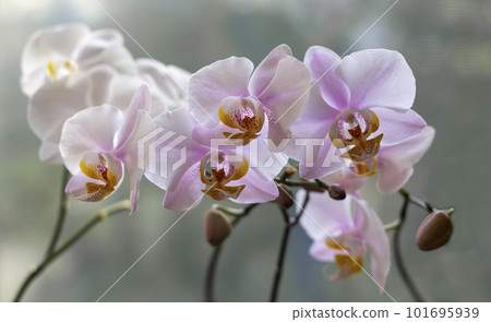 Pink orchid flowers in the house on a spring day with a blurred background. Orchid flower Pink orchid flowers in the house on a spring day with a blurred background. Orchid flower 101695939