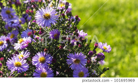 Bright purple asters novae-angliae in the autumn garden enjoyed the sun. Bright purple asters novae-angliae in the autumn garden enjoyed the sun. 101695969