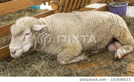 a light adult ram standing in the hay. portrait of a ram looking straight ahead. 101696015