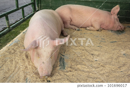 Two pink pigs sleep on straw in a pen Two pink pigs sleep on straw in a pen 101696017
