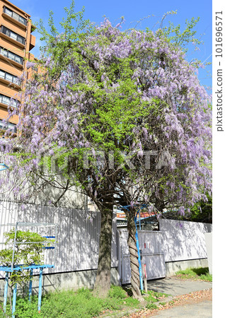 Large wisteria tree in full bloom 101696571
