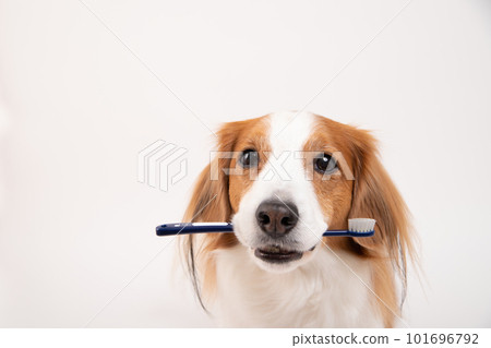 Kooikerhondje holding a toothbrush and preparing to brush her teeth 101696792