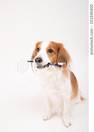 Kooikerhondje 拿著牙刷準備刷牙 101696800