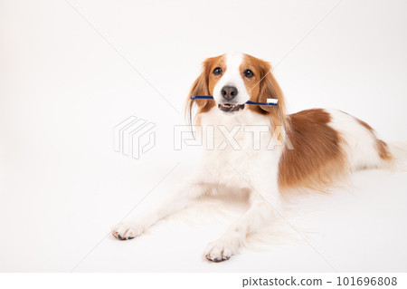 Kooikerhondje 拿著牙刷準備刷牙 101696808