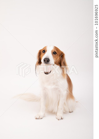 Kooikerhondier appeals with a ball in his mouth, wanting to be played with 101696925