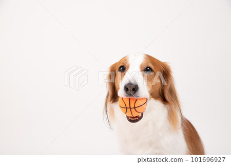 Kooikerhondier appeals with a ball in his mouth, wanting to be played with 101696927