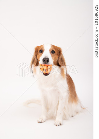 Kooikerhondier appeals with a ball in his mouth, wanting to be played with 101696928