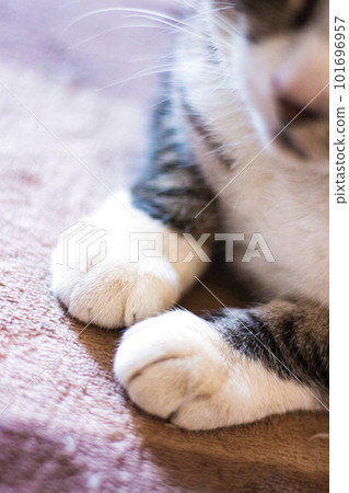 鯖魚虎斑貓的襪子 Nyanko 的爪子特寫 101696957