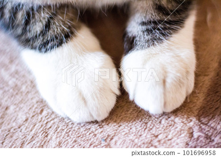 鯖魚虎斑貓的襪子 Nyanko 的爪子特寫 鯖魚虎斑貓的襪子 Nyanko 的爪子特寫 101696958