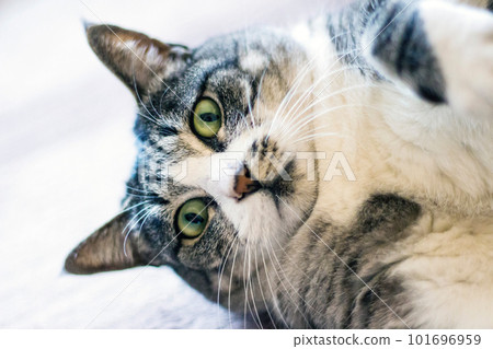 Hachiware mackerel tabby cat closeup 101696959