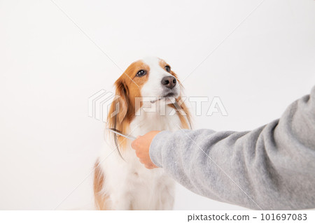 Kooikerhondje being brushed by his owner Kooikerhondje being brushed by his owner 101697083