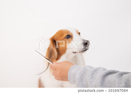 Kooikerhondje being brushed by his owner Kooikerhondje being brushed by his owner 101697084