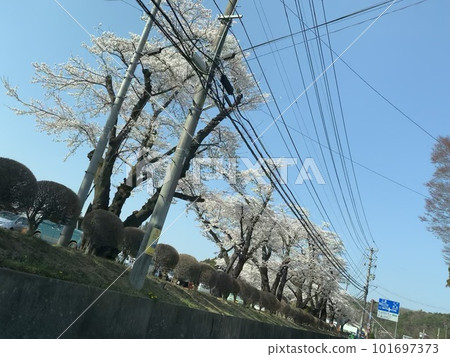 Scenery with cherry blossoms 101697373