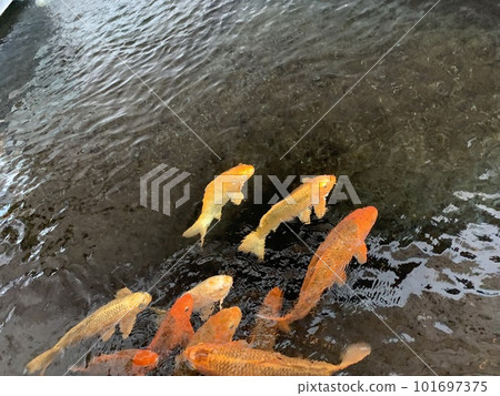 錦鯉在池塘里游泳 101697375