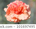 pink carnation 101697495