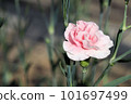 pink carnation 101697499