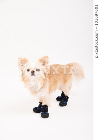 站在狗鞋裡的奶油吉娃娃 101697601